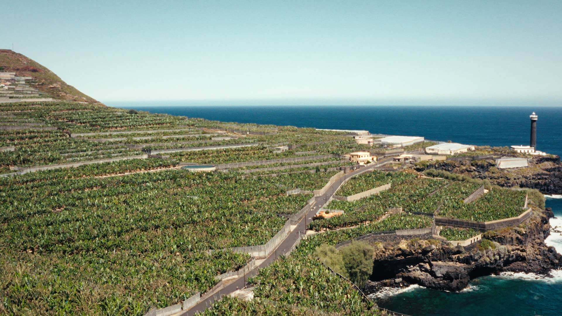 Plantaciones de plataneras, La Palma