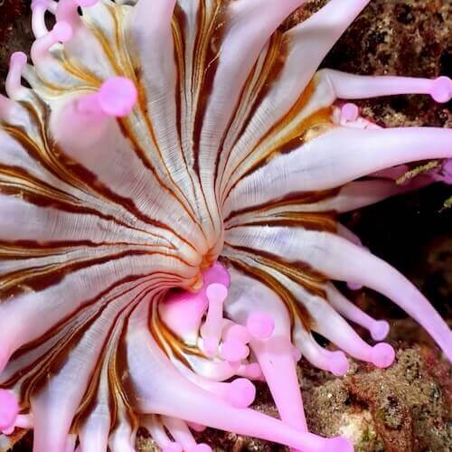 Anémona Telmatactis