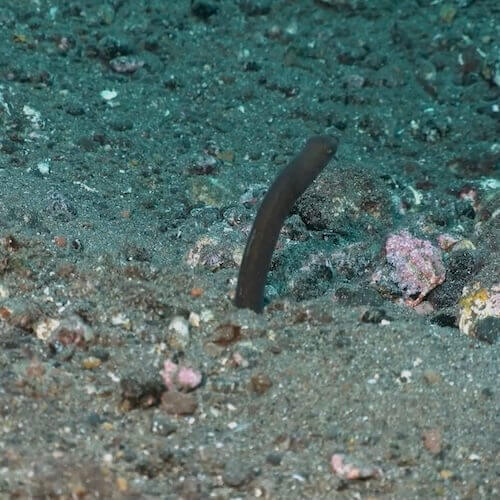Anguila jardinera