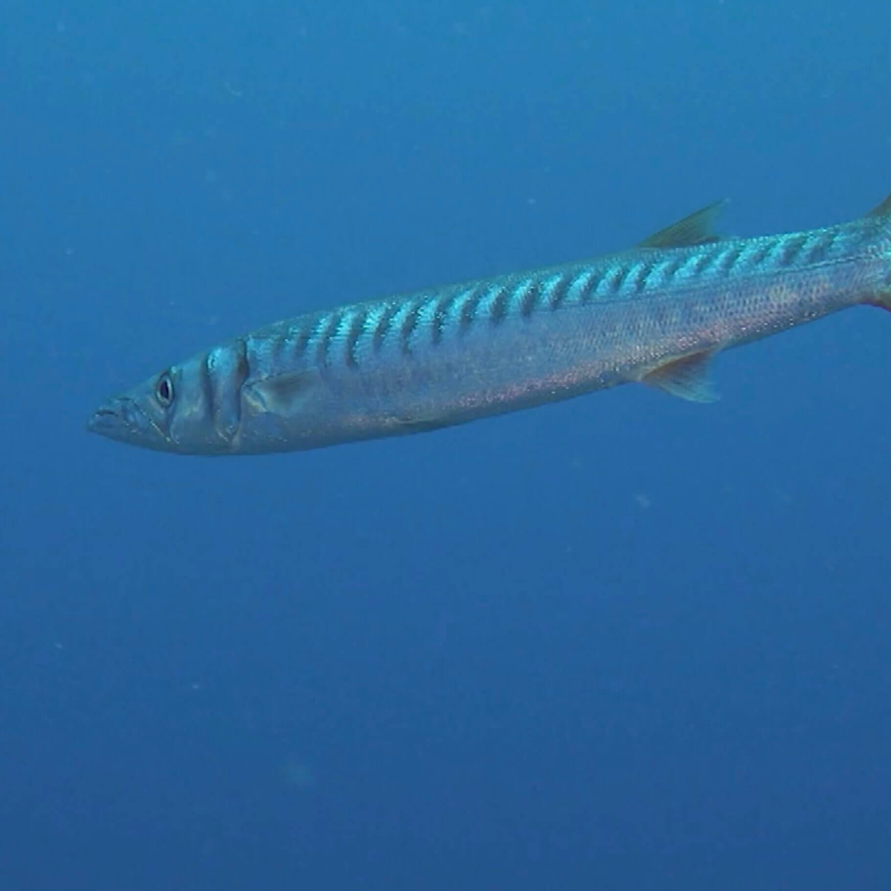 Bicuda o barracuda
