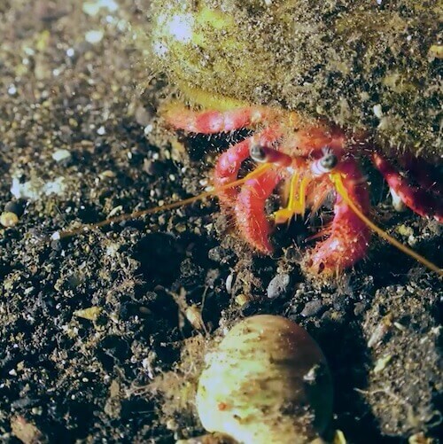 Cangrejo ermitaño