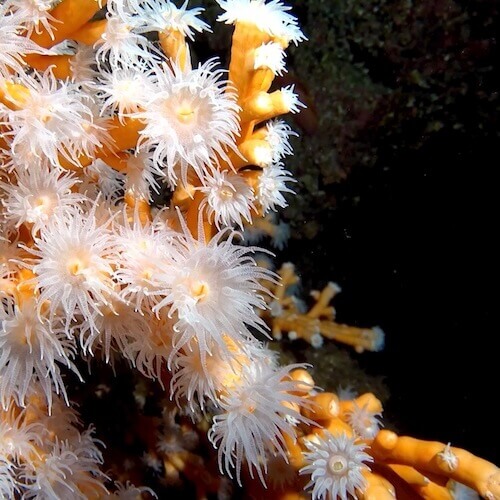 Coral naranja