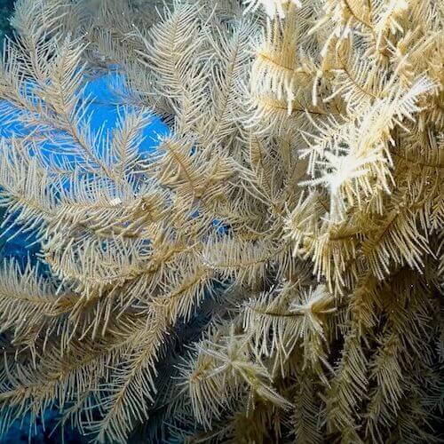 Coral negro