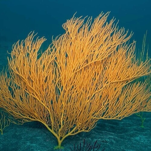 Gorgonia amarilla