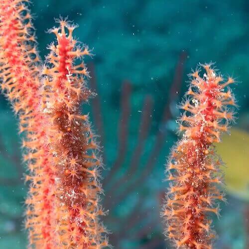 Gorgonia roja