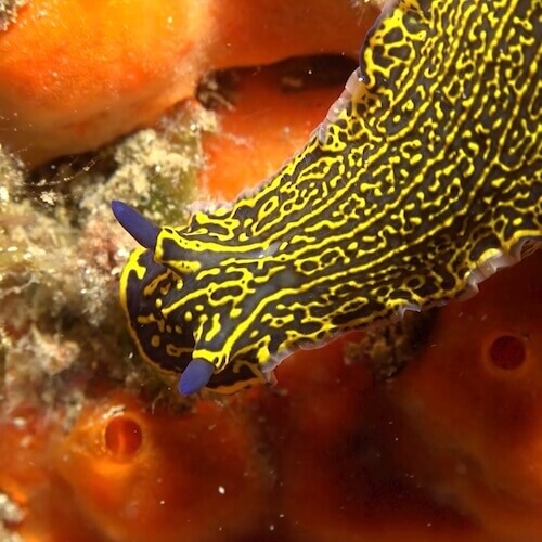 Nudibranquio