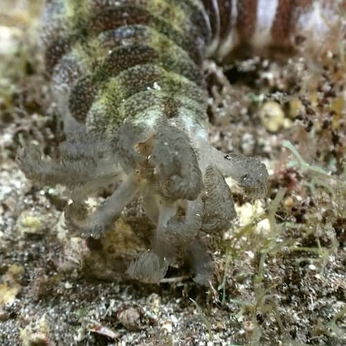 Pepino de mar
