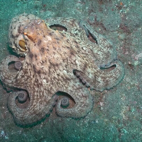 Pulpo