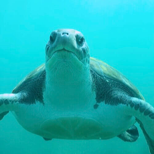 Tortuga verde
