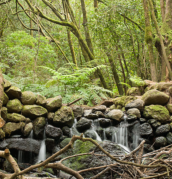 Garajonay- cedro