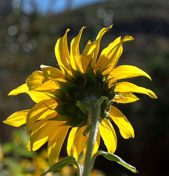 Girasol Gran Canaria