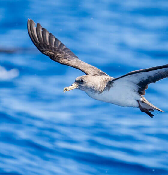 Ave marina de plumaje gris y alas largas oscuras planeando sobre el mar azul.