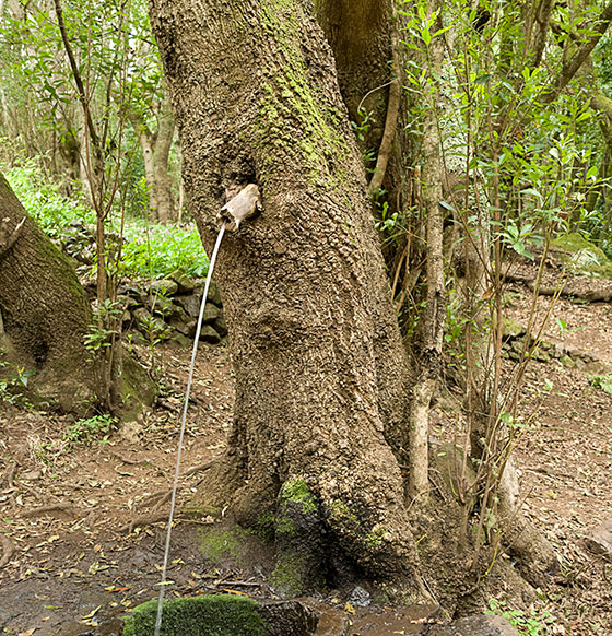 Contadero - El Cedro - Contadero