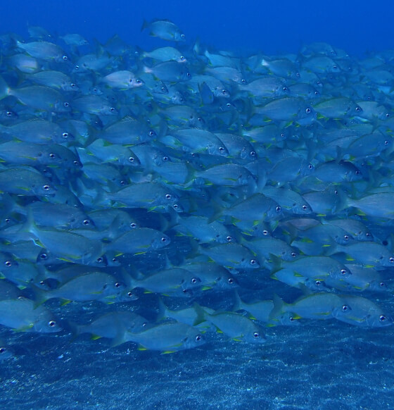 Banco Jureles