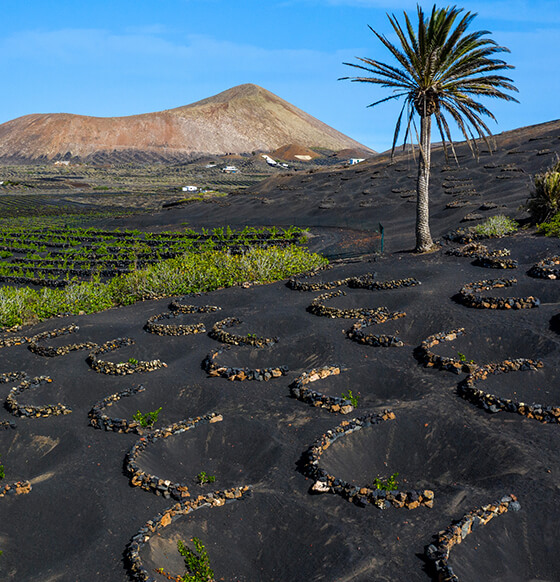 Excursión a Timanfaya, La Geria y Casa Museo del Campesino - listado