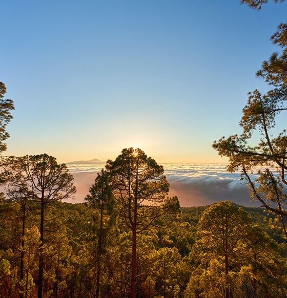 Parque Natural de Tamadaba - listado