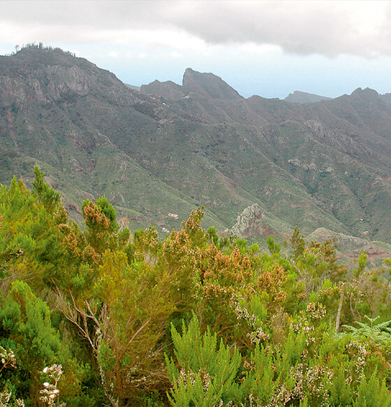 Ruta en coche por el noreste de Tenerife: Santa Cruz, La Laguna y Candelaria - listado