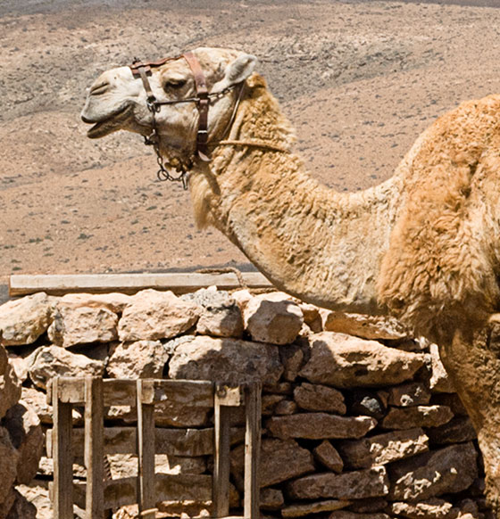 Camel Park