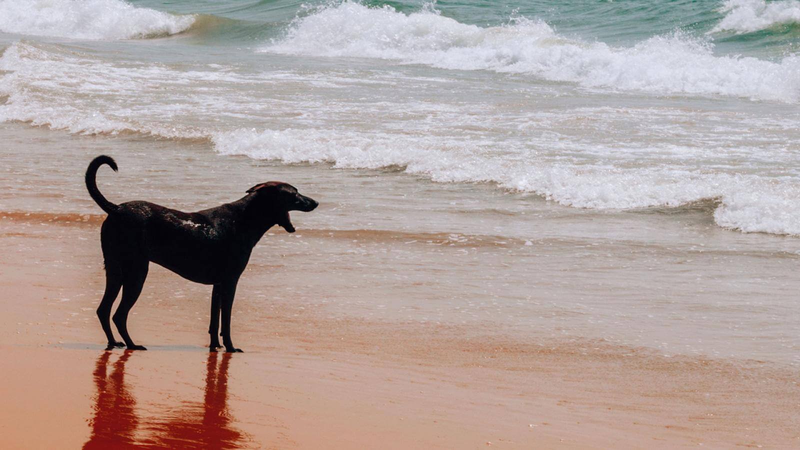 Viajar con mascotas Hola Islas Canarias