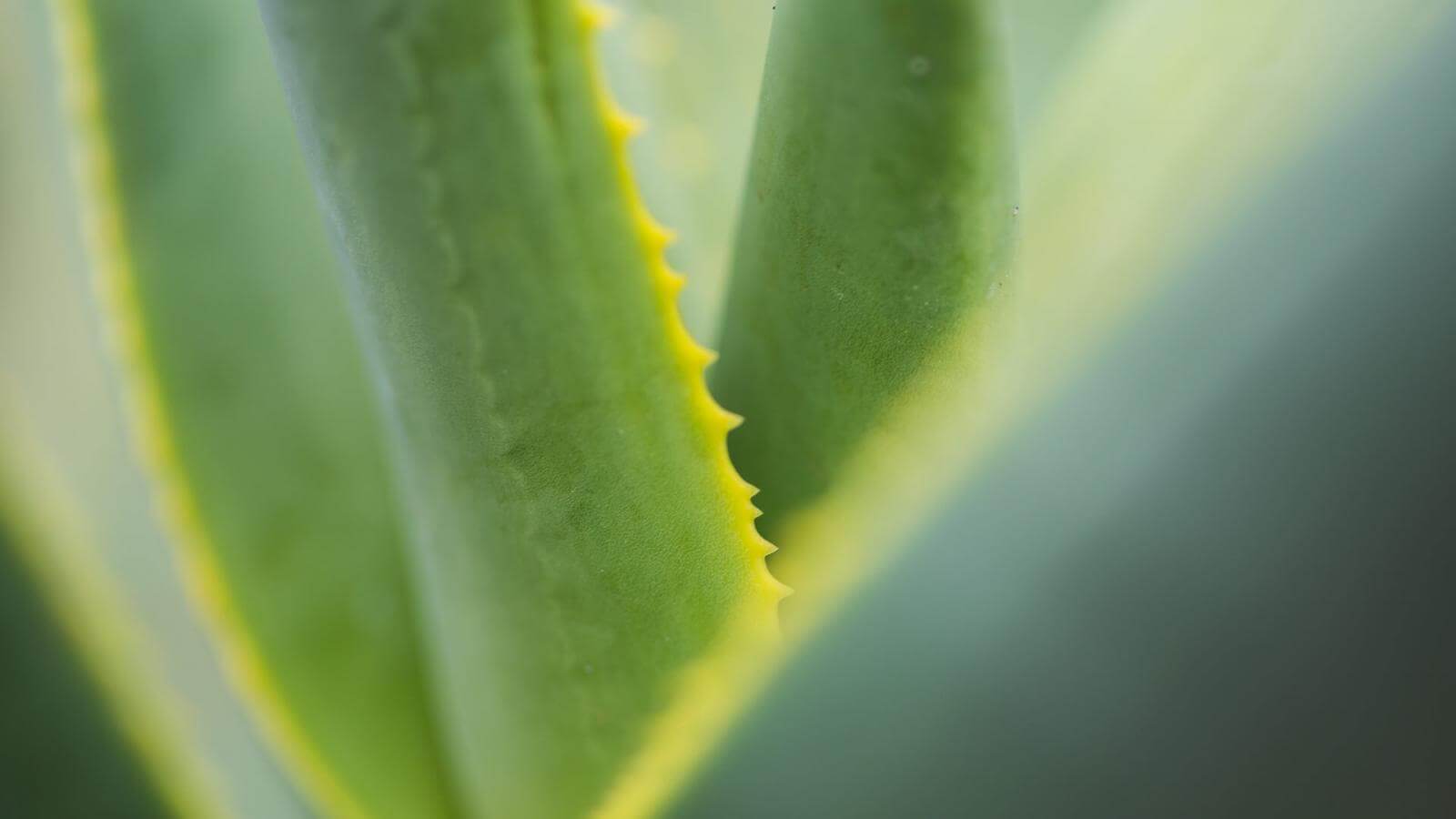 Aloe vera de las Islas Canarias | Hola Islas Canarias