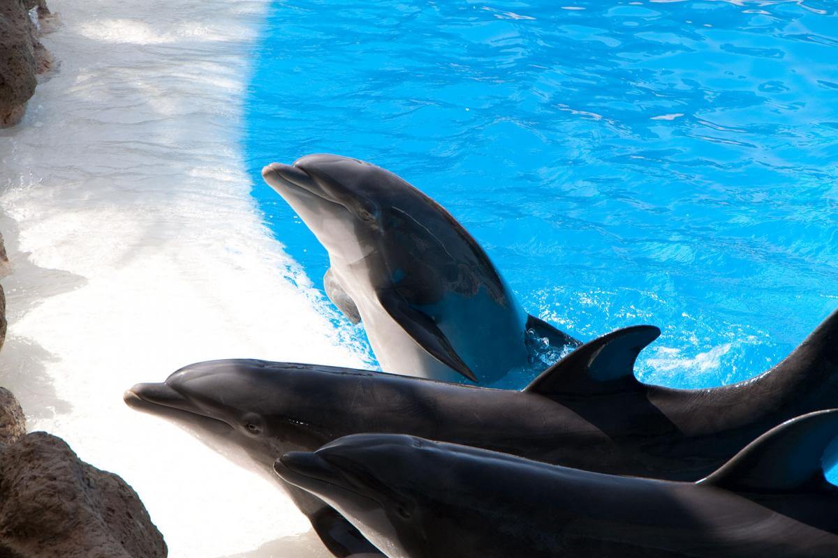 Loro Parque. Tenerife