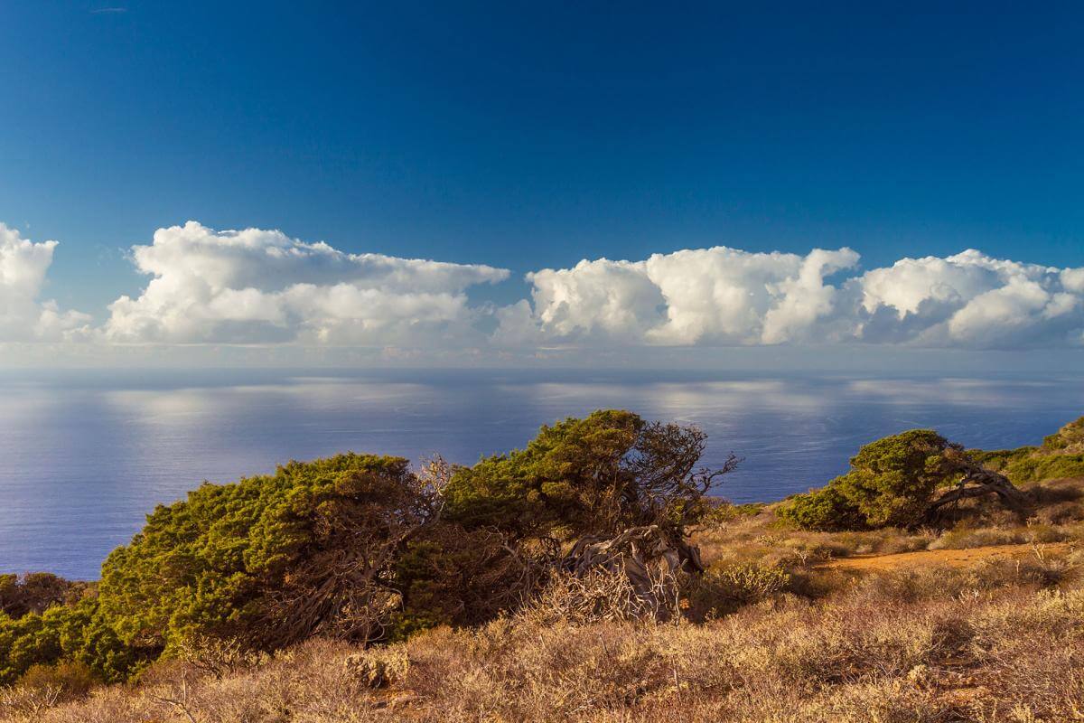 El Hierro. El Sabinar