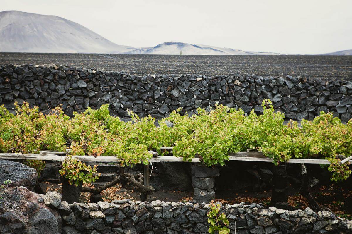  Lanzarote. La Geria