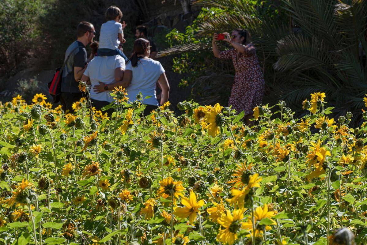 Campo de Girasoles