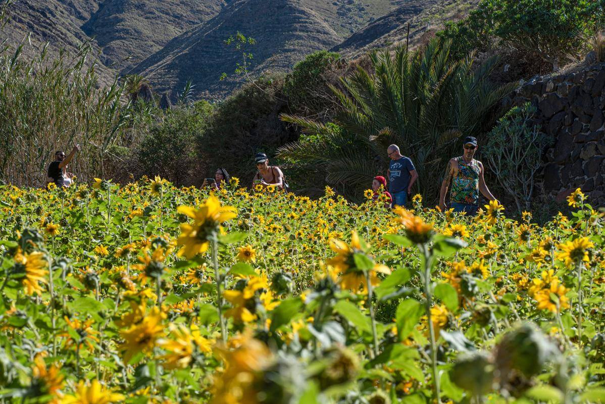 Campo de Girasoles