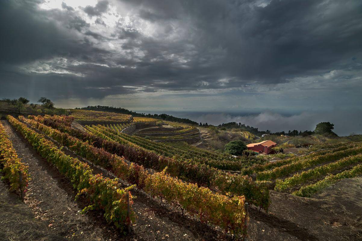 Mujeres del vino