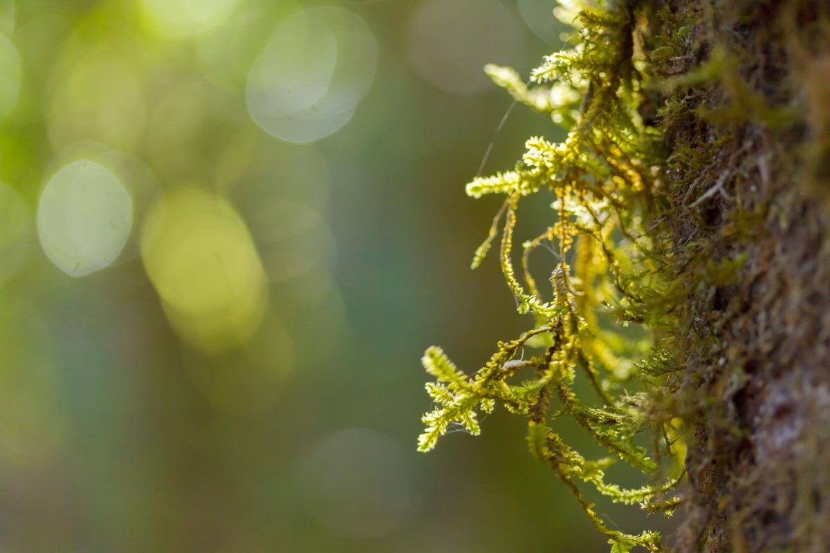 P.N. Garajonay, Bosque del Cedro