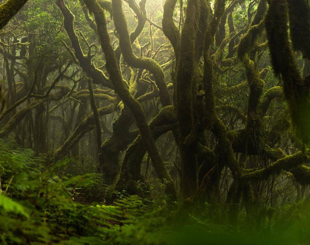 Bosque de laurisilva
