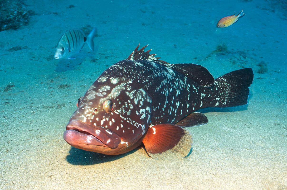 Lanzaote. Waikiki