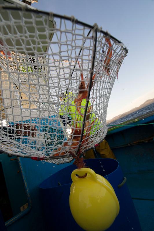 Lanzarote. Pesca del camaron