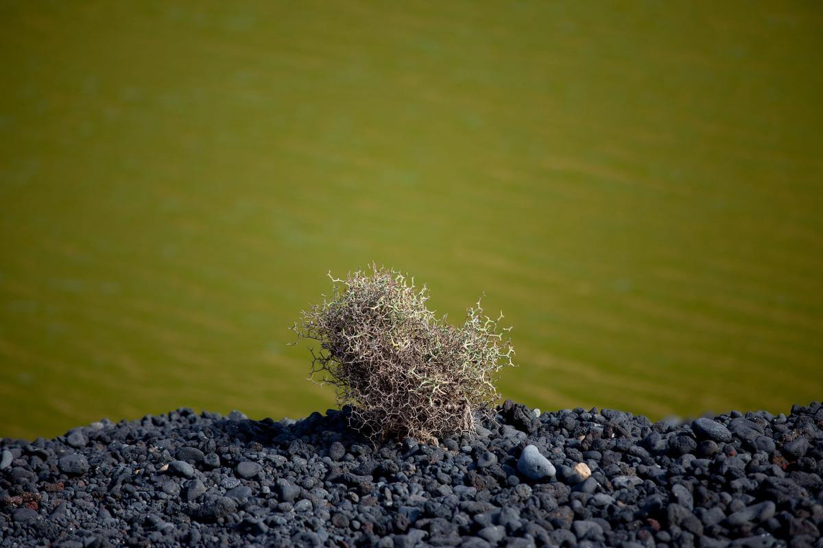 Lanzarote. Charco de los Clicos