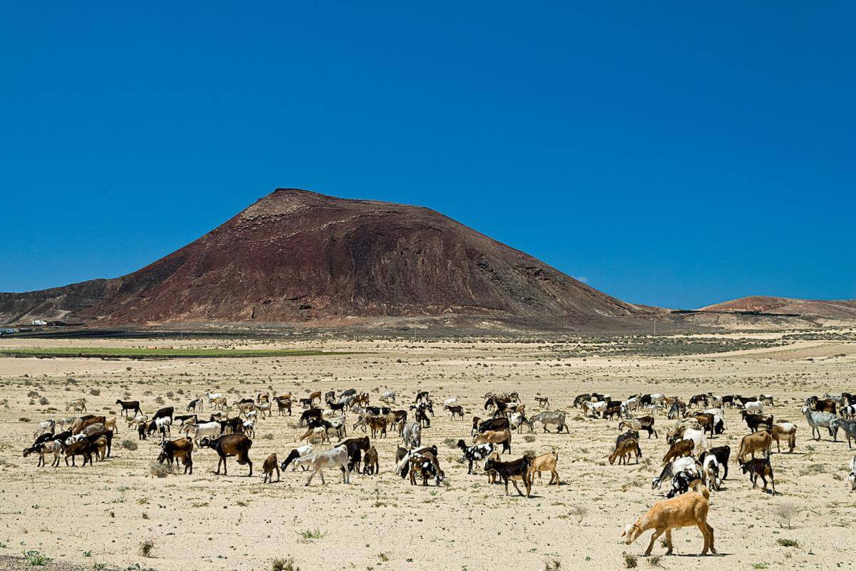 Lanzarote. Sendero del Jable