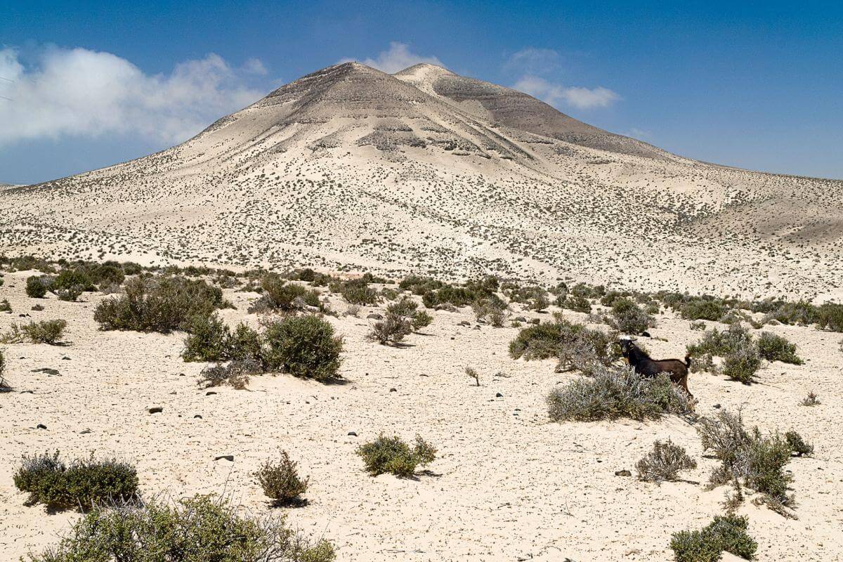 Fuerteventura.Barranco del Pecenesca