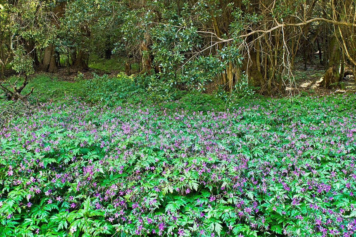 Flora sendero Las Creces