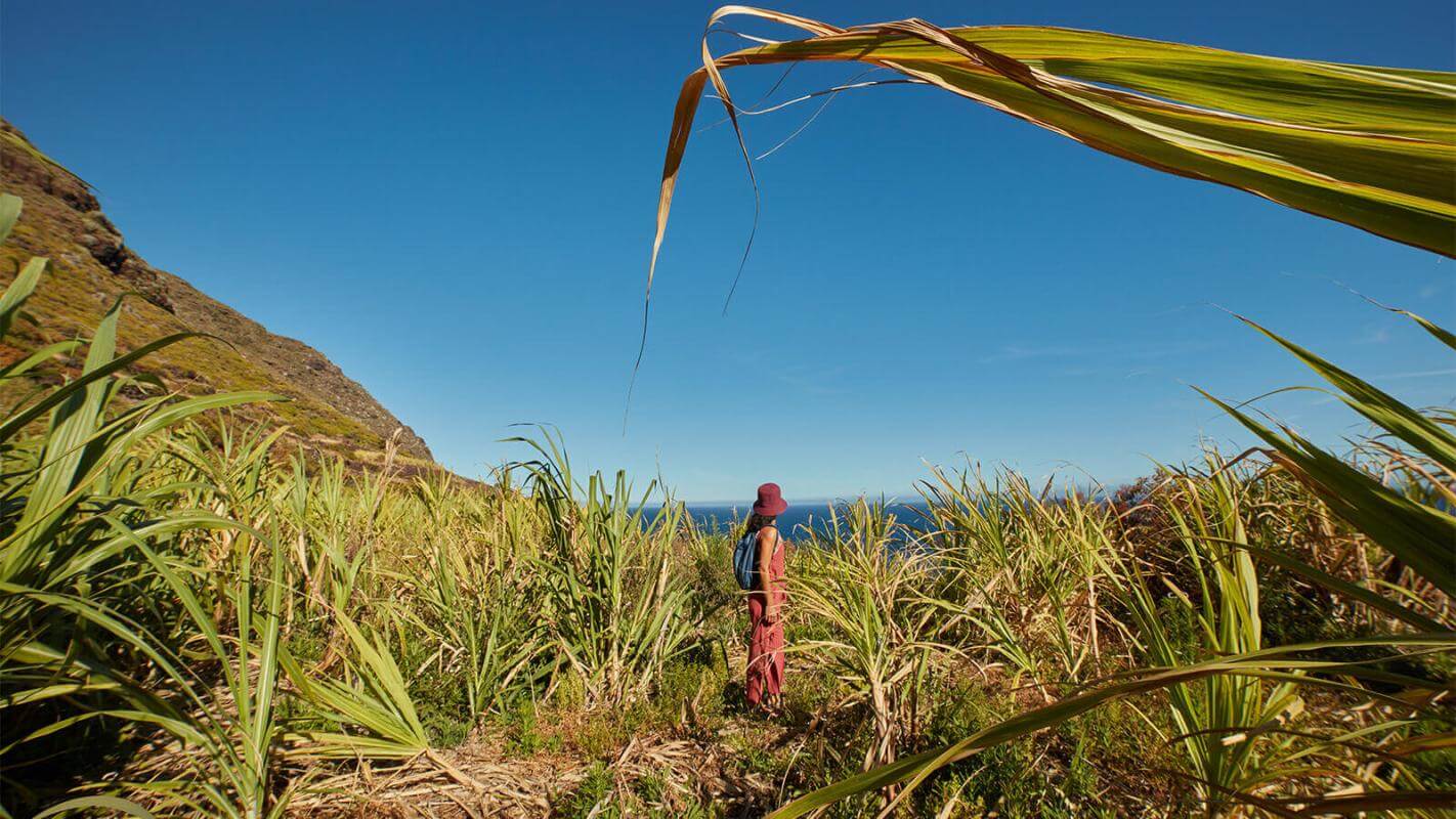 Cultivos de caña de azúcar. La Palma.