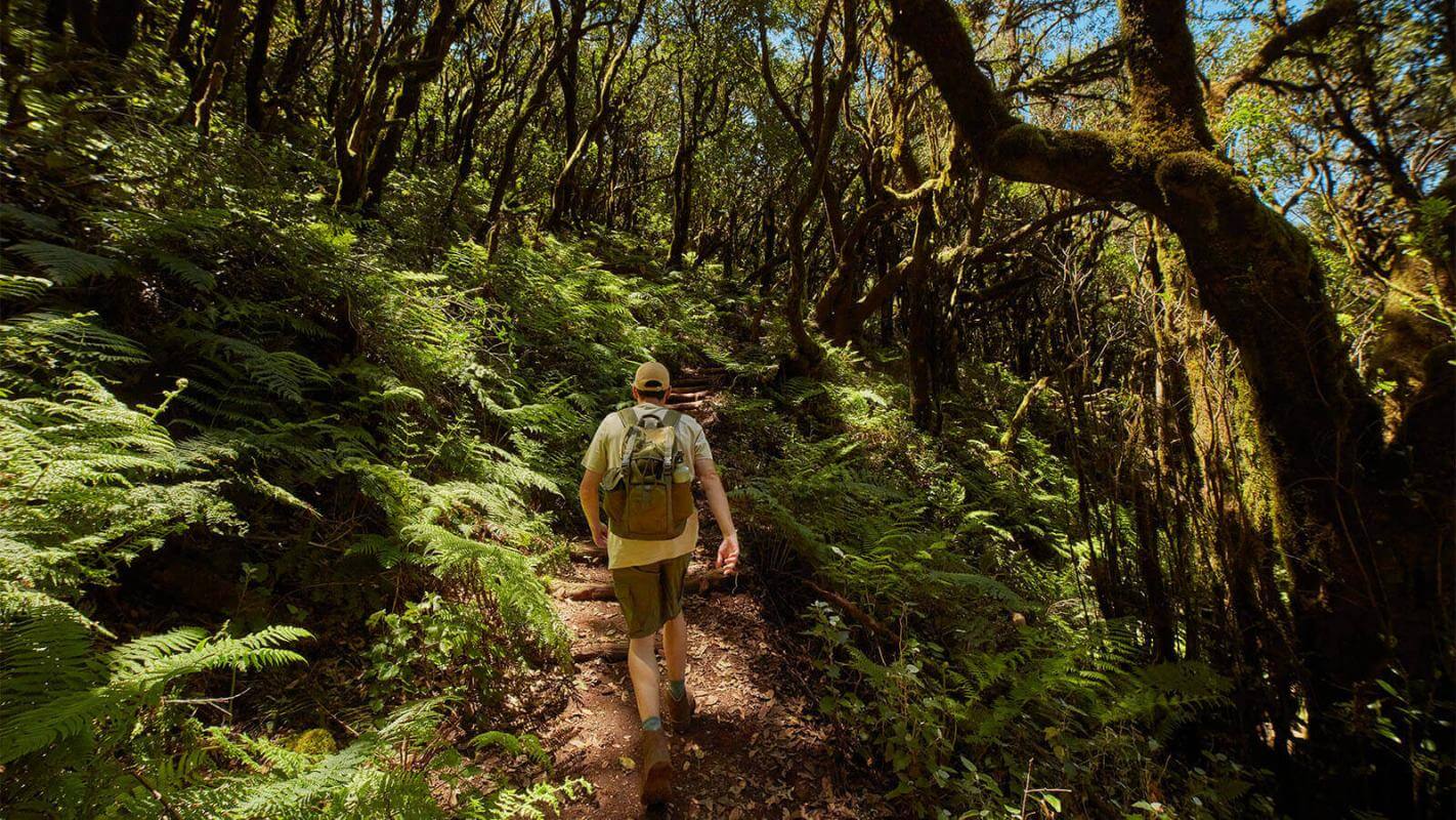 Parque Nacional de Garajonay. La Gomera.