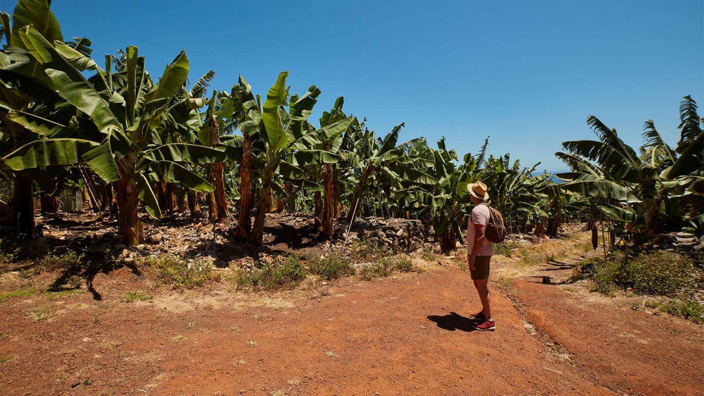 Plantaciones de plataneras. La Palma.