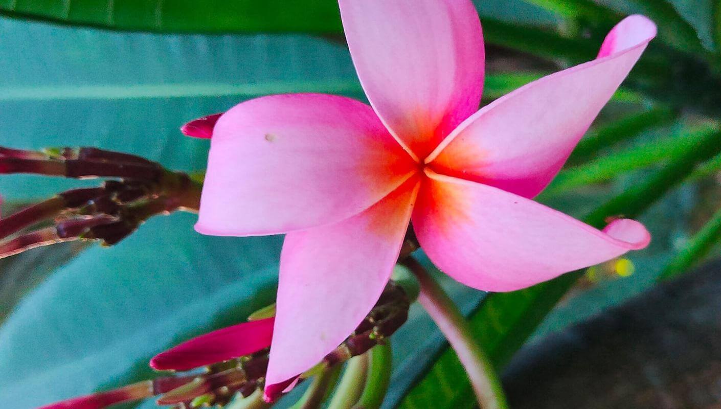 Plumeria rubra, flora canaria.