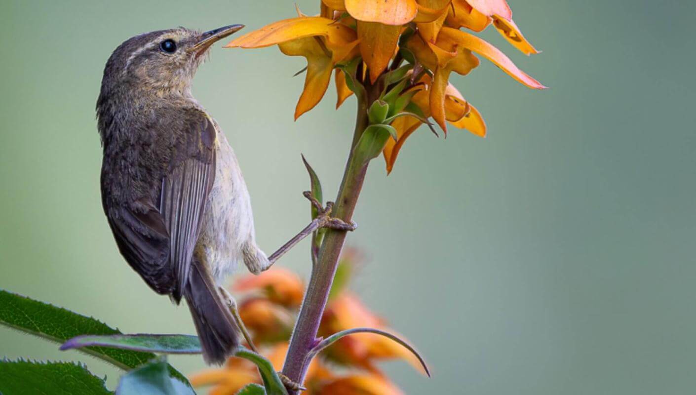 Mosquitero canario