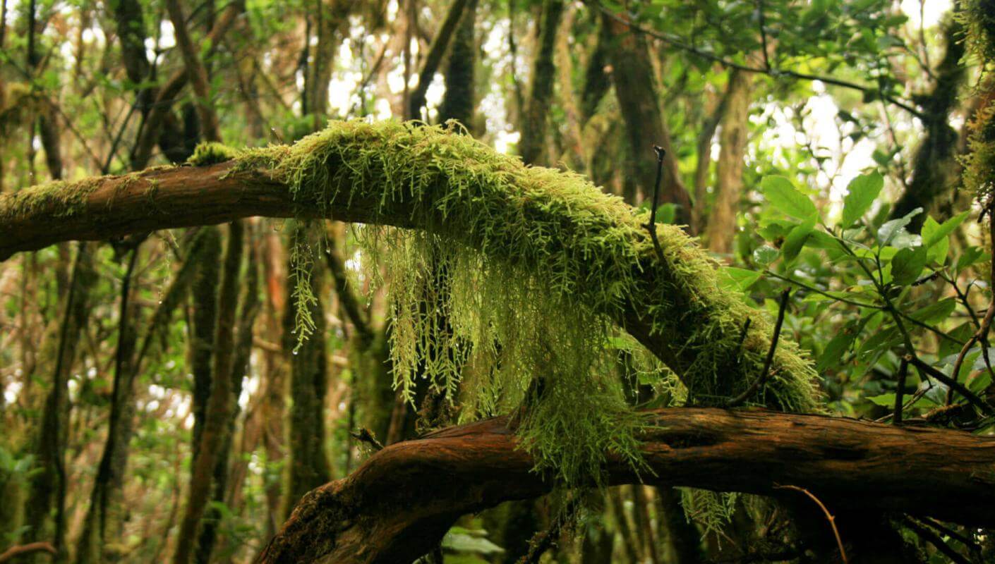 Bosque húmedo de Anaga con troncos cubiertos de musgo, lianas y vegetación densa.