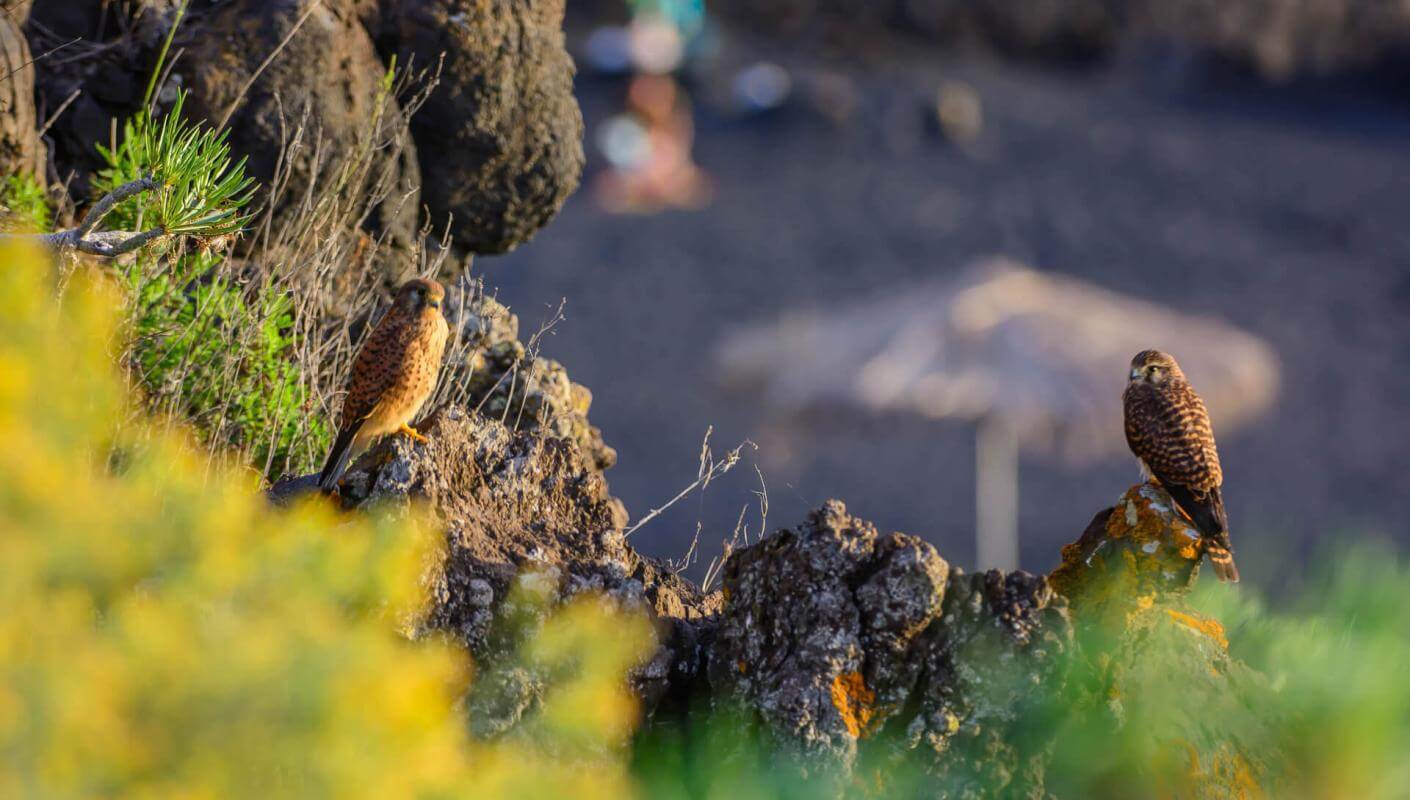 Dos aves posadas en rocas volcánicas del Charco Verde, con vegetación y playa difuminada al fondo.