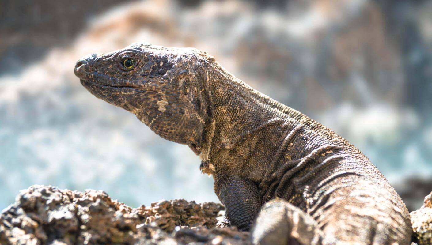 Lagarto gigante de El Hierro sobre roca volcánica, iluminado por el sol y con fondo desenfocado.