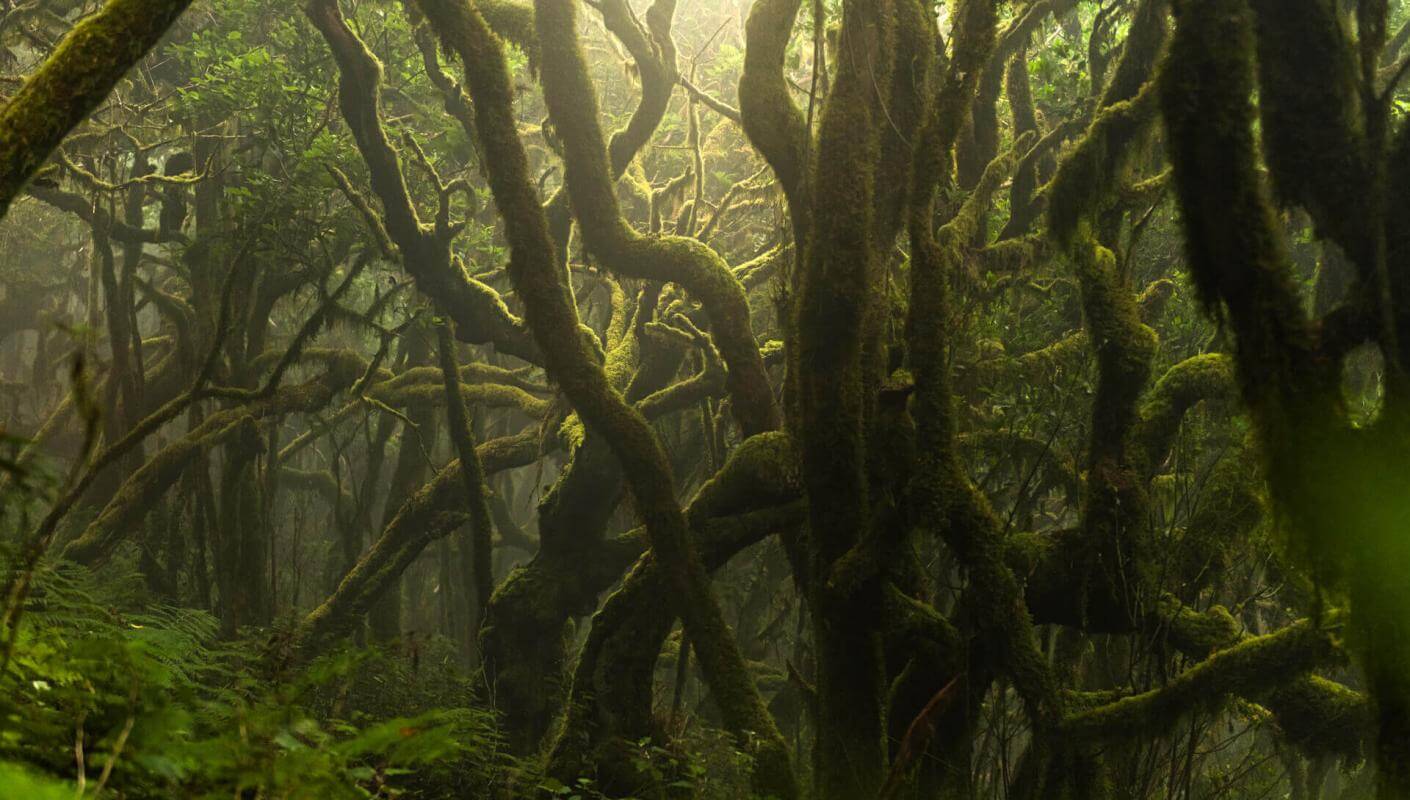 Bosque de laurisilva en Garajonay, con troncos cubiertos de musgo y ambiente húmedo envuelto en bruma.