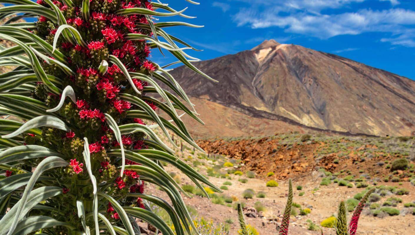 Tajinaste rojo en flor en Las Cañadas del Teide, con paisaje volcánico y el pico al fondo bajo cielo azul.