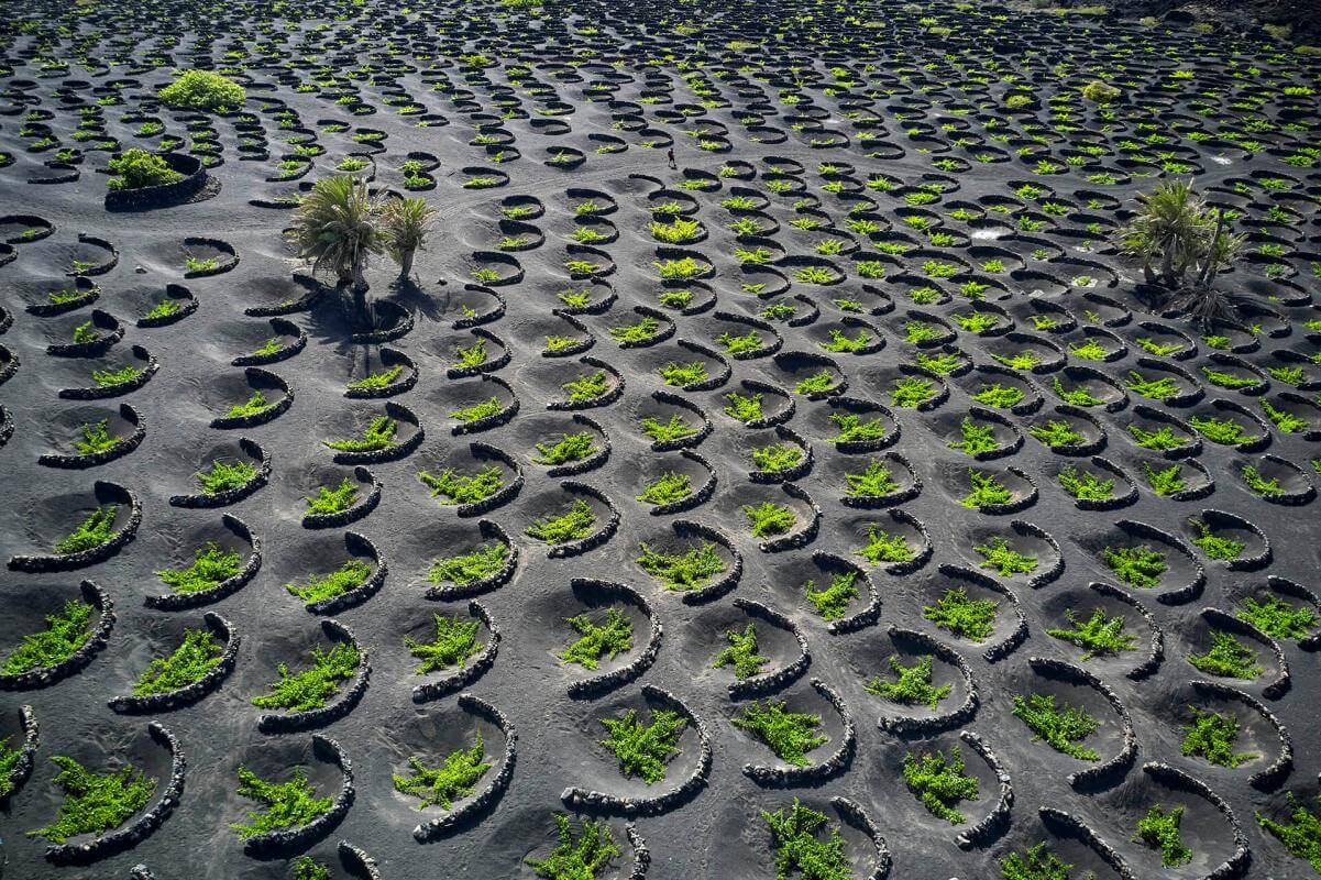 Paisaje Protegido de La Geria, en Lanzarote