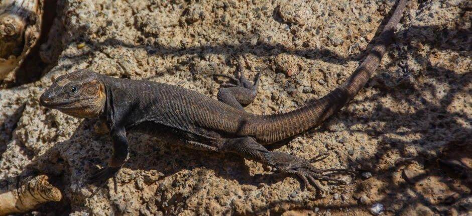 Cenobio de Valerón visitas de interés en Gran Canaria